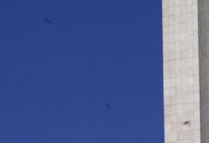 andorinha lá fora | martin bird outside